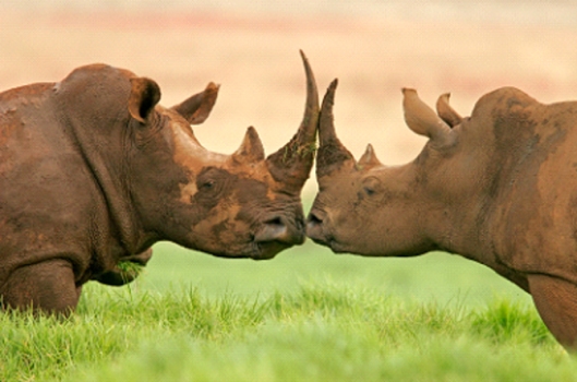 Rinoceronte_africanos